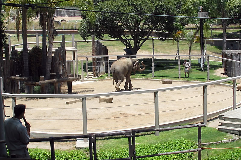 A person observing an elephant inside a spacious zoo enclosure with greenery and trees.
