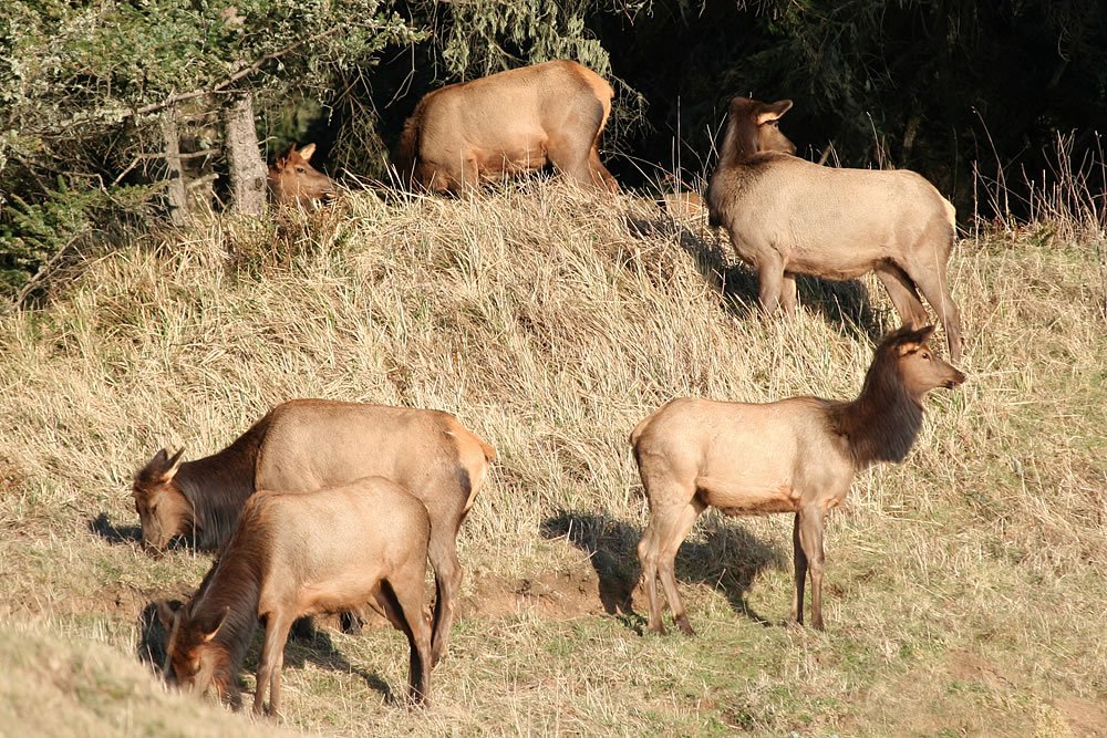 A group of elk grazing peacefully on a sunlit, grassy hillside. Their reddish-brown coats blend with the dry grass and forest backdrop.