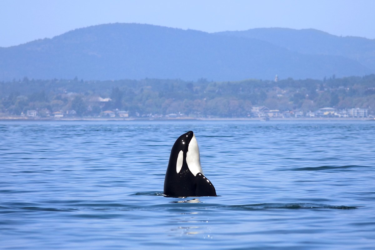 Orca Tour Stunning emerald lake nestled among lush pine forests and rugged mountain peaks in the Pacific Northwest.