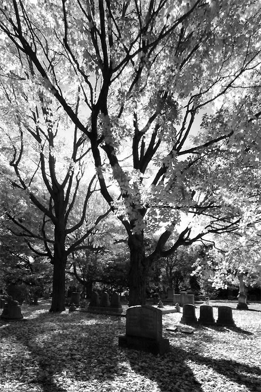 A beautiful black and white photo of a dense forest with sunlight filtering through the branches.