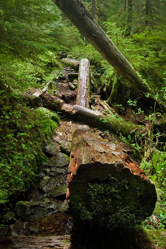 A lush, green forest floor covered in moss and ferns, with fallen logs and tree trunks creating a natural barrier along a winding trail.