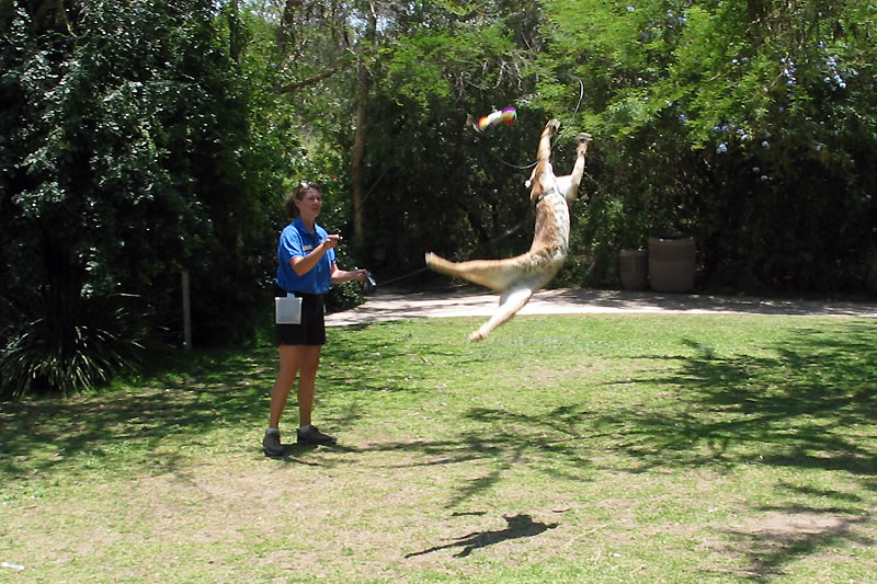A person plays with an energetic dog, who is mid-air trying to catch a toy thrown in a sunny backyard.