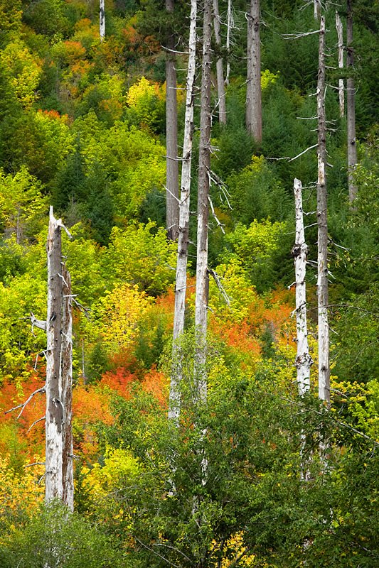Tall, bare trees stand against a colorful backdrop of yellow and orange forest foliage in early autumn.