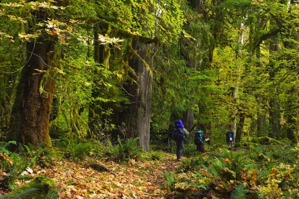 A family with backpacks explores a moss-covered forest trail, surrounded by vibrant green foliage and fallen leaves.