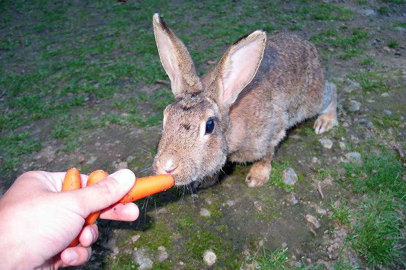 A hand holds out a carrot for a curious brown rabbit to nibble on, set against a backdrop of grassy terrain. Another photo shows a close-up of the rabbit’s face as it enjoys its snack.