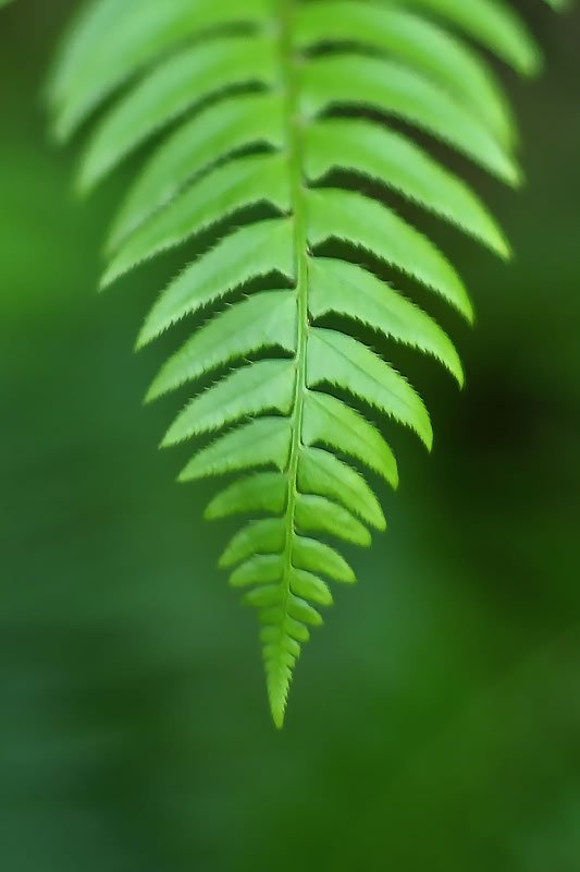 A detailed view of a vibrant green fern leaf showcasing its serrated edges against a blurred green background.