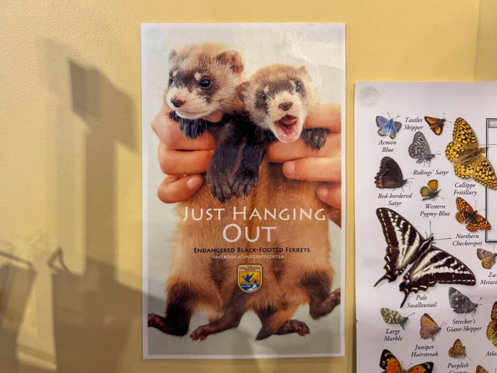 Two adorable ferrets playfully held up with the phrase 'Just Hanging Out,' next to a colorful butterfly identification chart.
