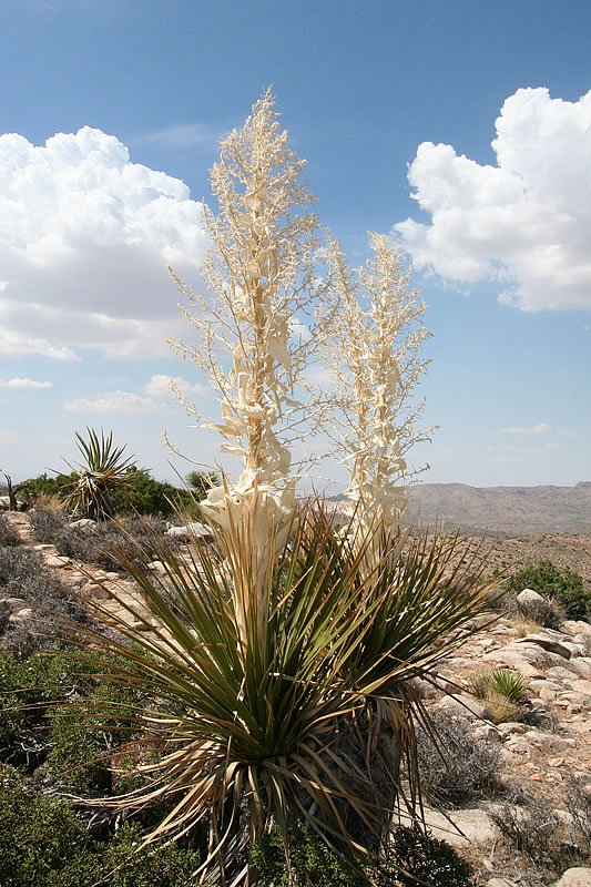 A blooming yucca plant stands tall amidst a desert landscape under a clear blue sky with fluffy clouds.