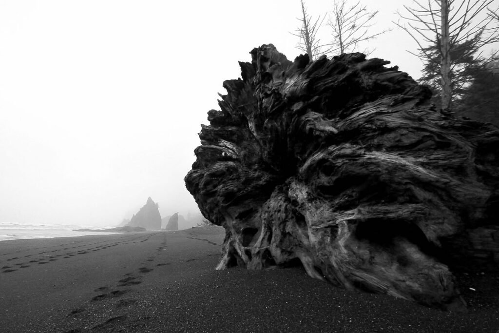 Footprints lead across a foggy beach in the Pacific Northwest. A large piece of driftwood rests on the sand.