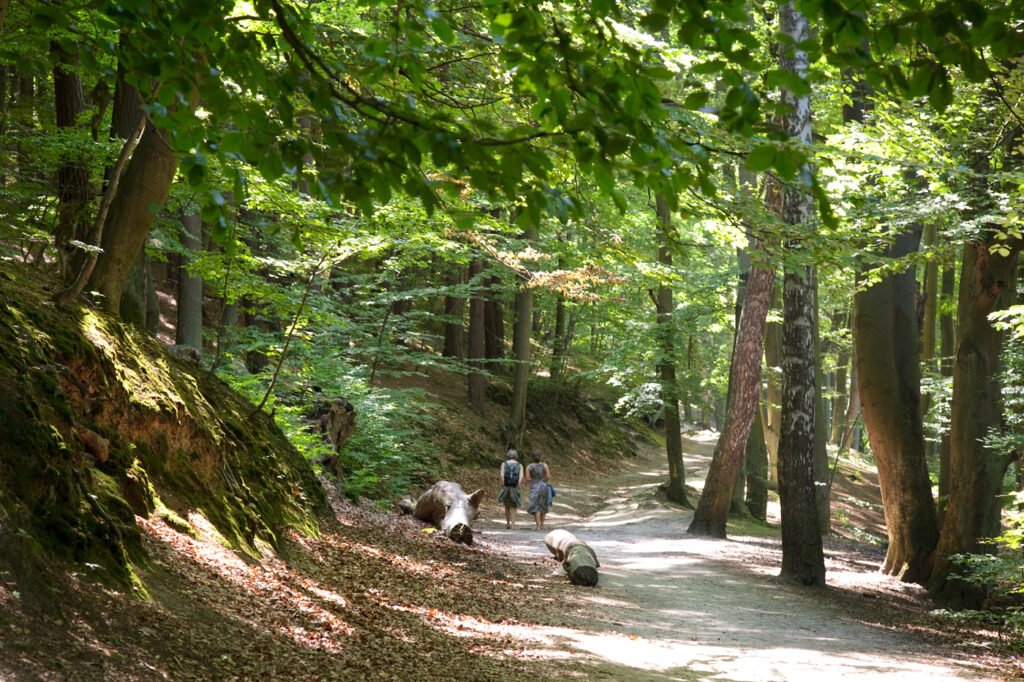 A serene forest path surrounded by towering trees and dappled sunlight filtering through the green canopy. Two hikers walk along the trail, immersed in nature.