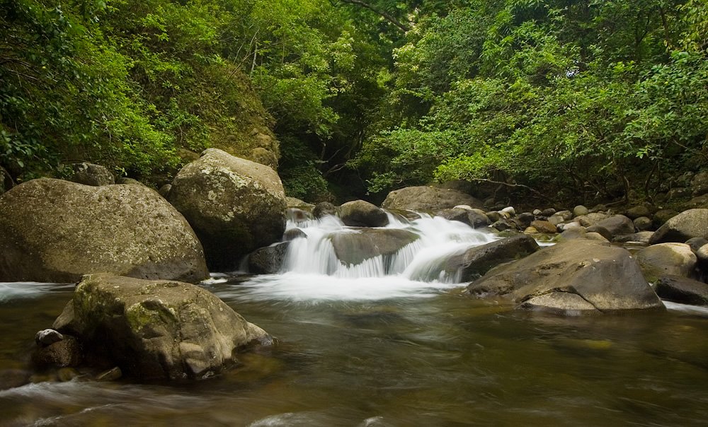 A serene forest stream surrounded by lush greenery and large rocks. The water flows over the rocks, creating small waterfalls.