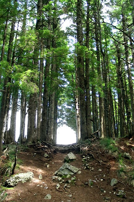 A serene forest path lined with towering trees leading into the distance.
