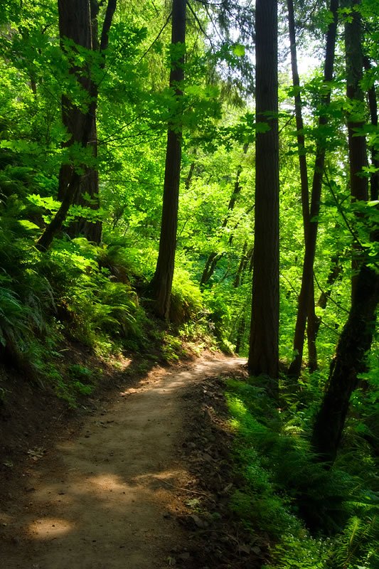 A serene forest trail winding through towering trees and vibrant green ferns.