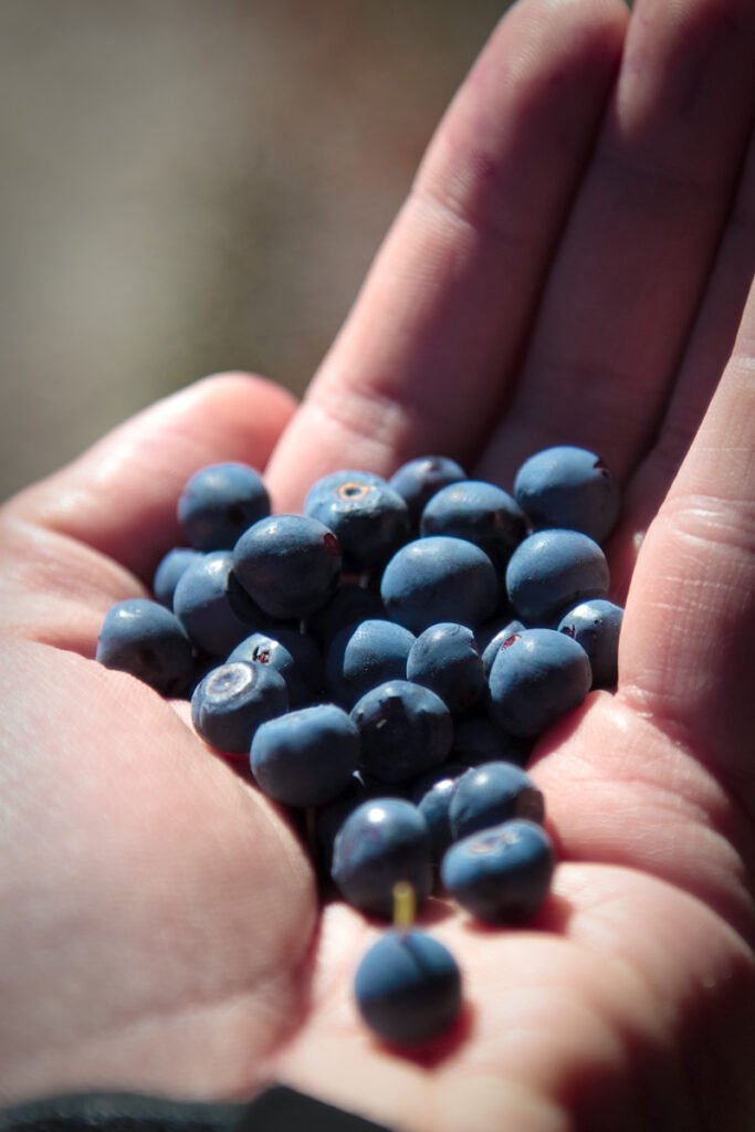 A handful of plump blueberries held gently in someone's palm.