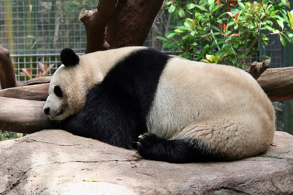 A giant panda lies comfortably on a rock, surrounded by lush greenery, appearing peaceful and relaxed in its enclosure.