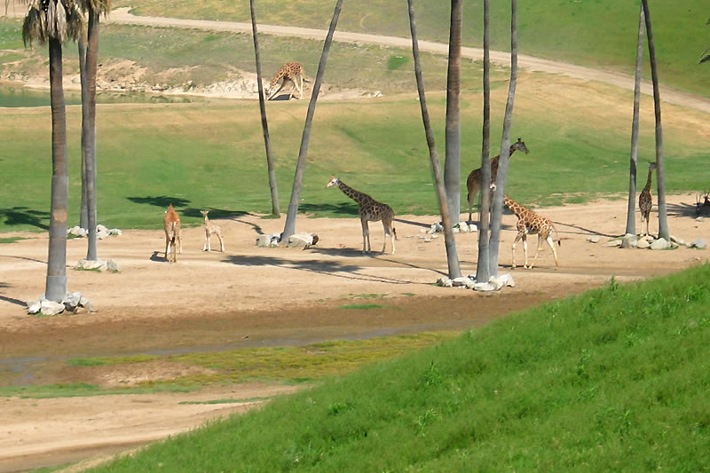 A view of giraffes and kangaroos in a zoo setting with palm trees and grassy hills.