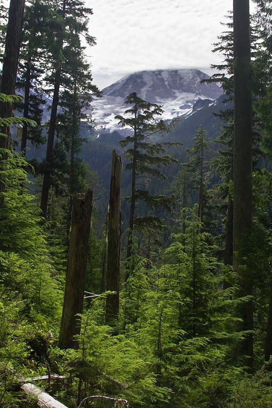 A view of a majestic glacier partially obscured by tall evergreen trees in the foreground.