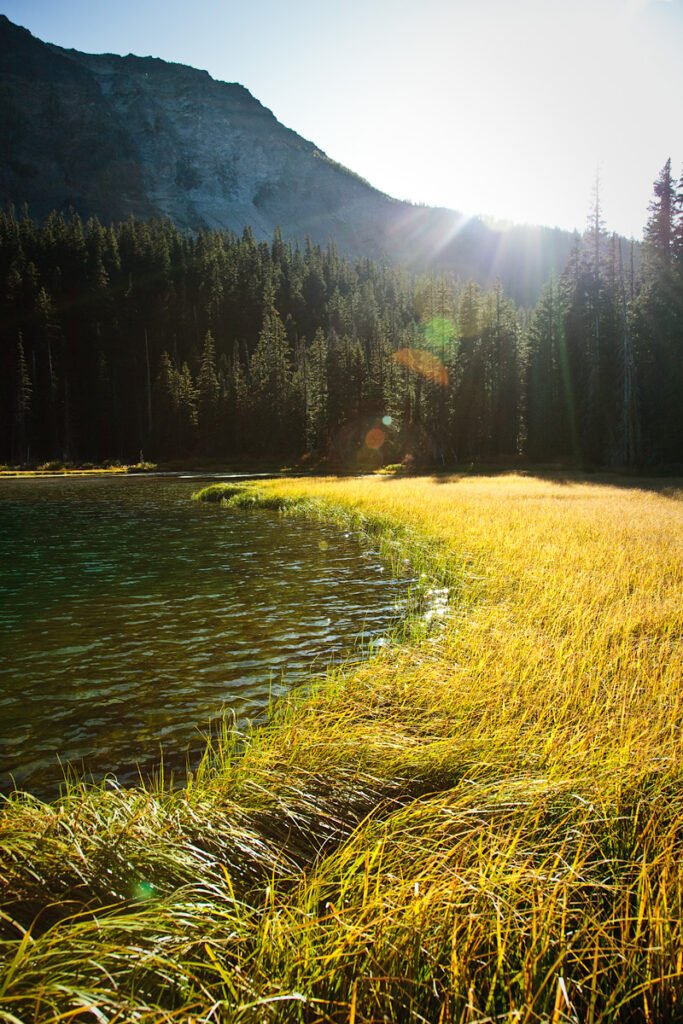 A serene lake with golden grasses in the foreground, a dense forest, and sunlight peeking through the trees.