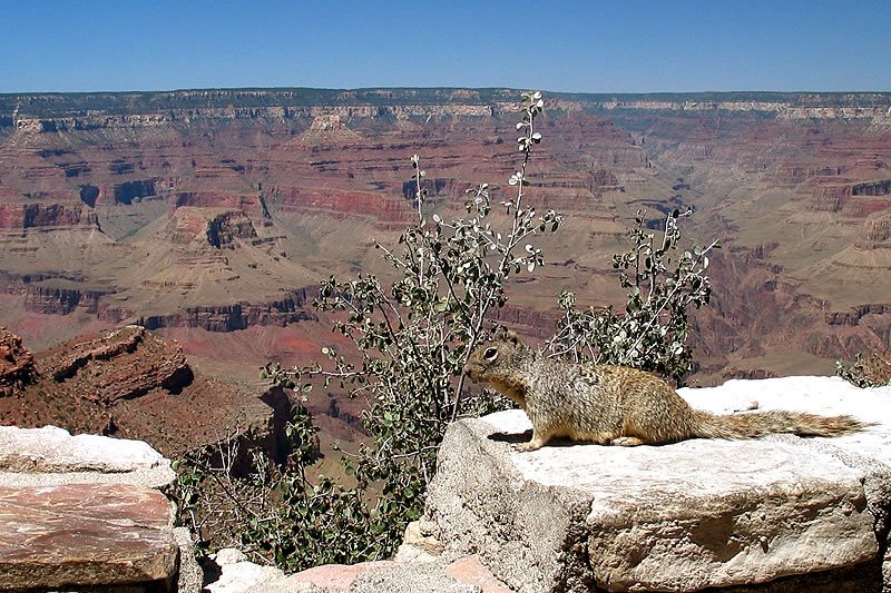 A squirrel perches on a rocky ledge, relaxing with the vast expanse of the Grand Canyon in the background.