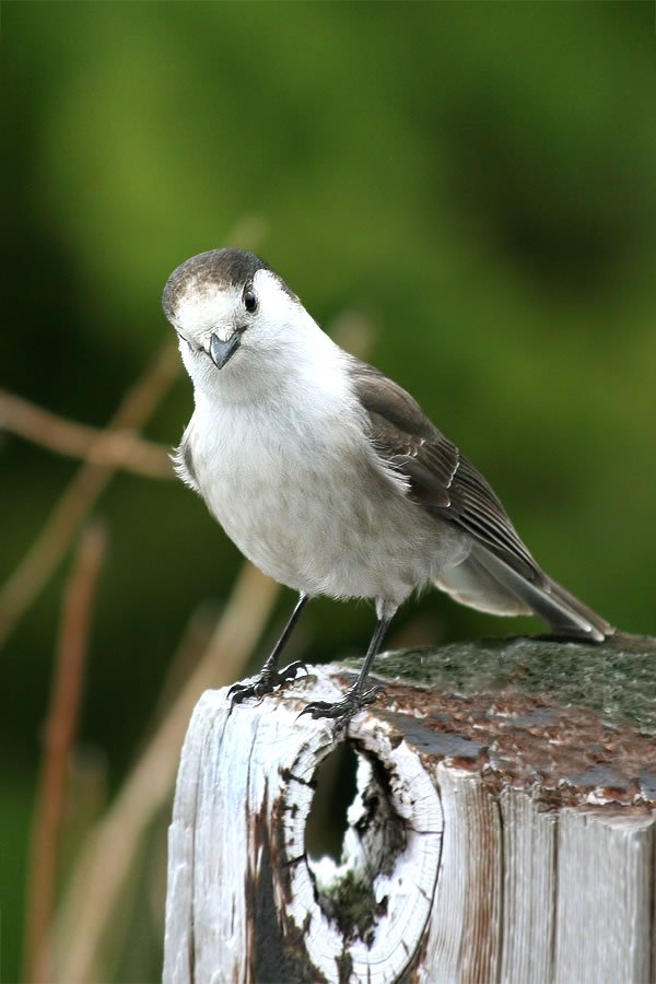 A small bird with gray and white feathers perches on a weathered wooden post against a blurred green background.