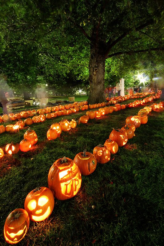 Rows of carved and lit pumpkins creating a festive Halloween scene outdoors under the night sky.