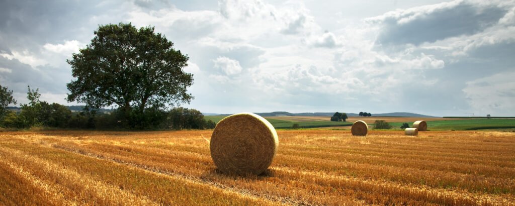 Golden hay bales rest in a harvested field, framed by a large tree and sweeping, cloudy skies.