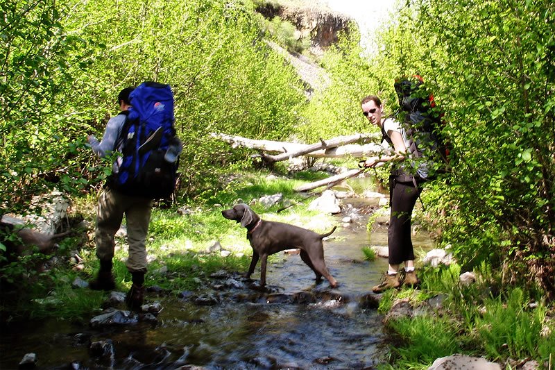 John and Kristie hiking through lush greenery with their dog by a stream. The serene forest setting enhances the outdoor adventure experience.