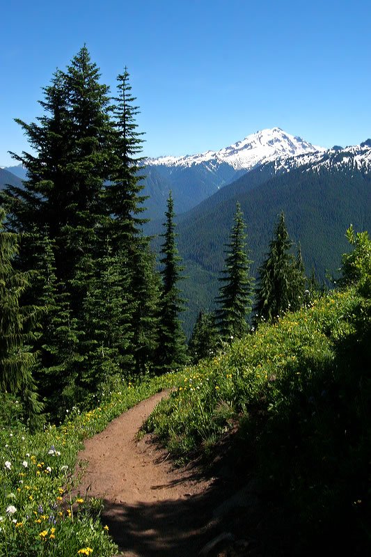 A scenic trail meanders through a verdant hillside dotted with wildflowers. Tall evergreen trees frame the path under a clear blue sky.