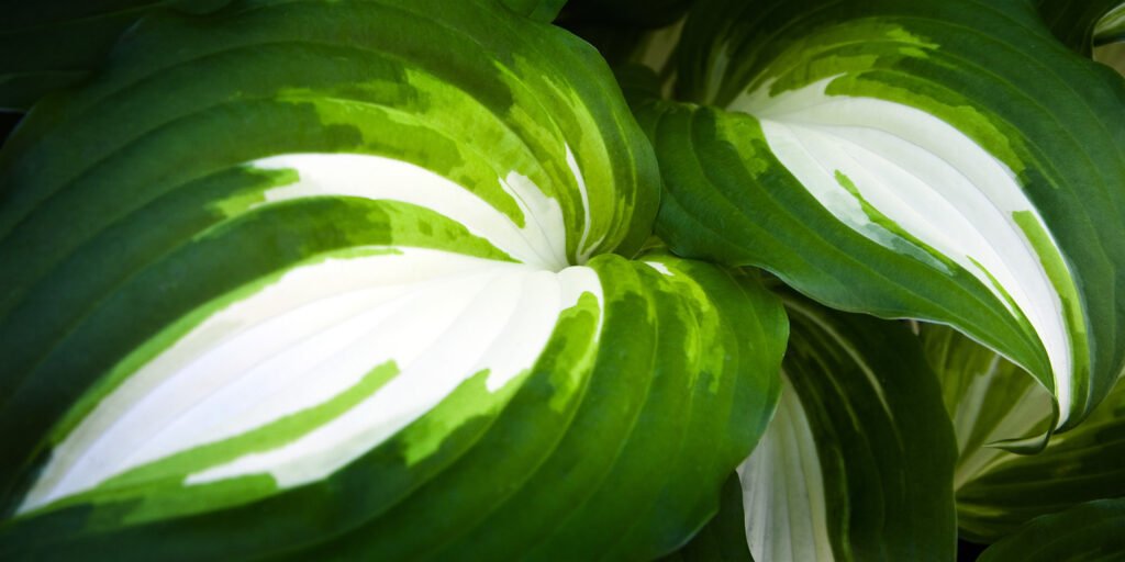 A close-up view of a hosta leaf featuring striking patterns of green and white venation on its lush surface.