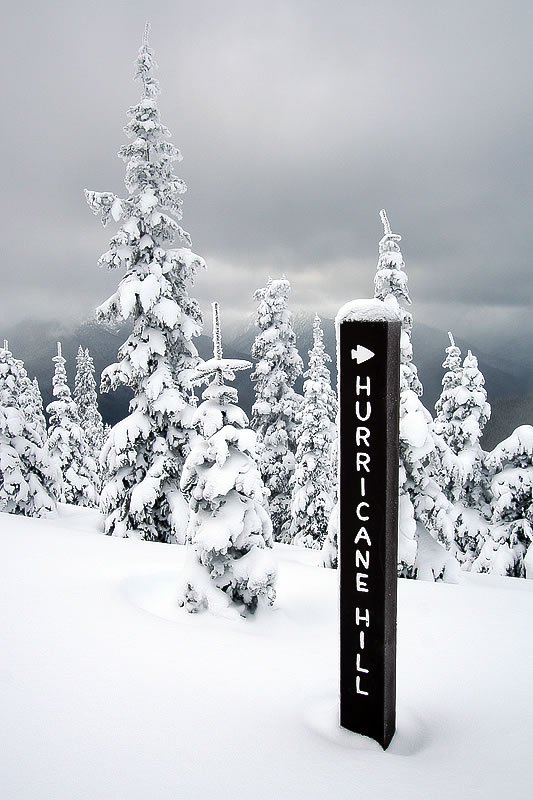 A black signpost reading 'HURRICANE HILL' stands tall amidst a serene, snow-covered forest, with towering, frosted pine trees creating a winter wonderland.