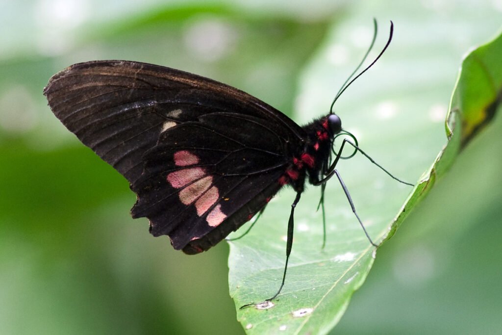 A black butterfly with pink markings rests on a lush green leaf.