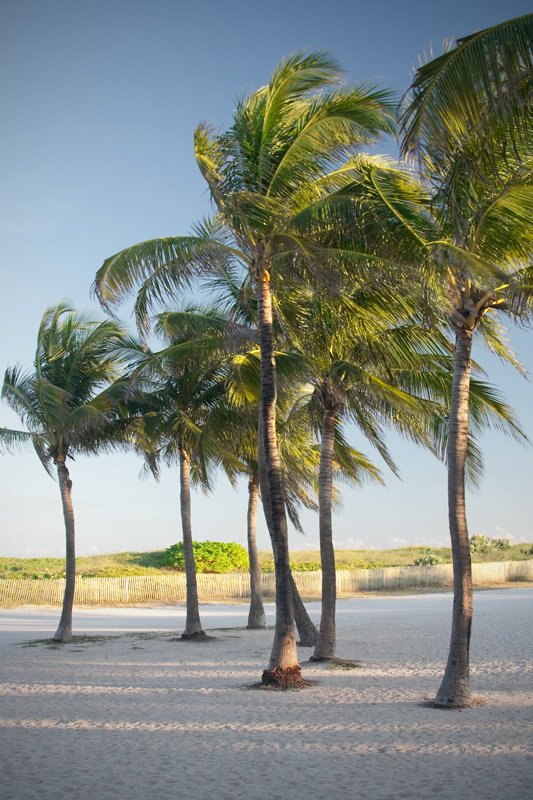A serene beach scene with palm trees swaying in the wind under a clear blue sky.