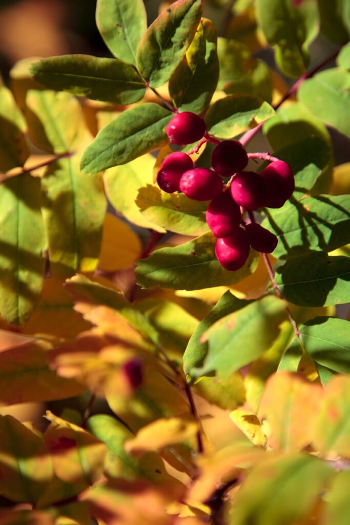 A close-up shot of bright red berries nestled among vibrant green and yellow leaves, capturing the essence of autumn.