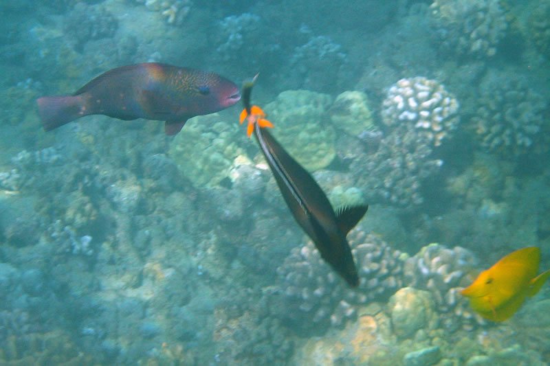 A school of colorful reef fish, including parrotfish and angelfish, swimming near a coral reef. The underwater scene captures the vibrant marine life amidst textured corals.