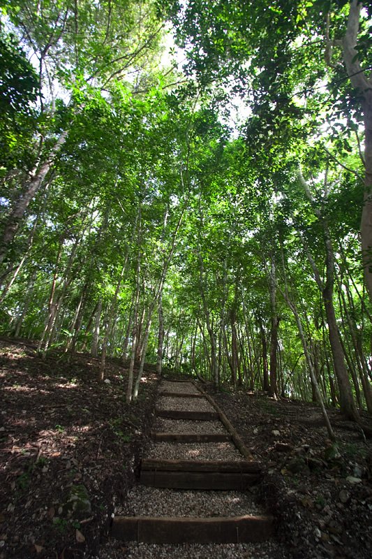 Wooden steps winding through dense green forest under a bright canopy of leaves.