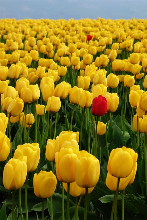A vast field of blooming yellow tulips stretches to the horizon, with a single striking red tulip standing out prominently among them, symbolizing uniqueness amidst uniformity.