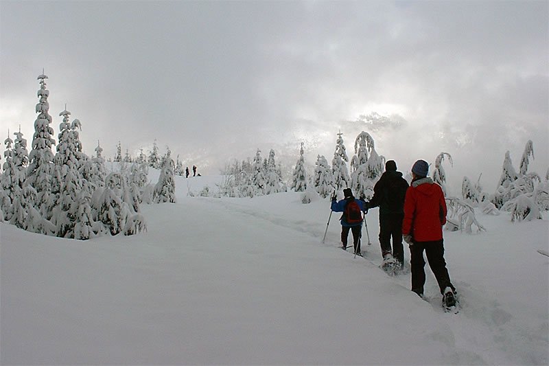 A group of people snowshoe along a snowy trail through a winter forest, with snow-laden trees on both sides under an overcast sky. The scene captures the serene beauty of a Pacific Northwest winter day as friends hike together.