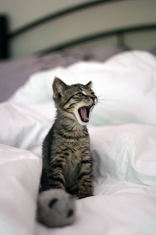 A cute tabby kitten stretches and yawns while sitting on a white bed, with a small panda toy nearby.