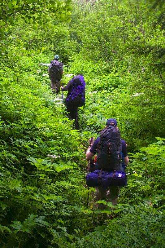 Two hikers navigating through a dense, green forest trail in the Pacific Northwest.
