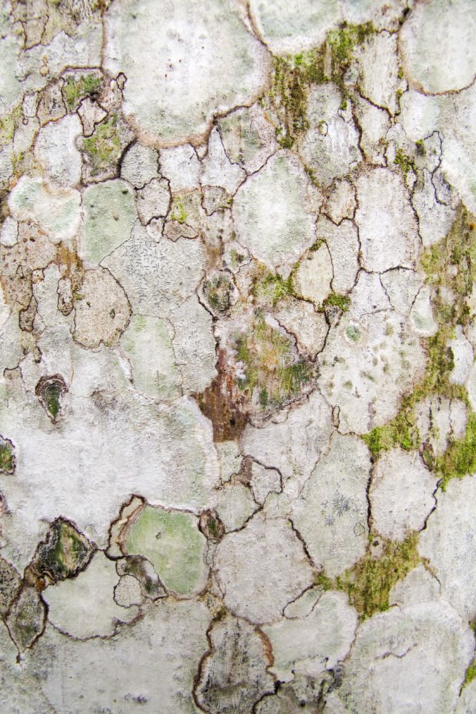 Abstract watercolor texture with cracked patterns in shades of green, white, and brown, made by John & Kristie.