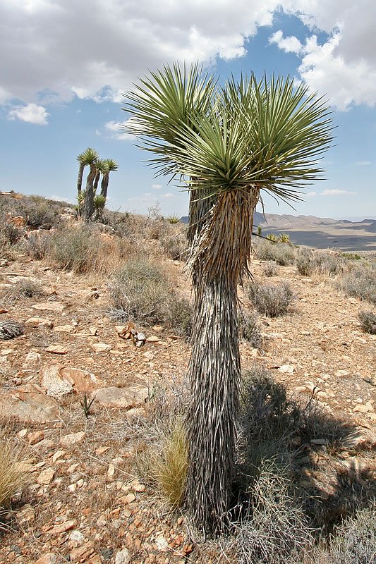 A lone Joshua tree stands tall against a backdrop of a vast desert landscape, with another tree visible in the distance.