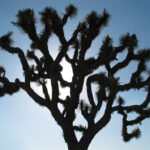 A striking silhouette of a Joshua tree stands out against a bright blue sky. The branches reach upward in intricate patterns.