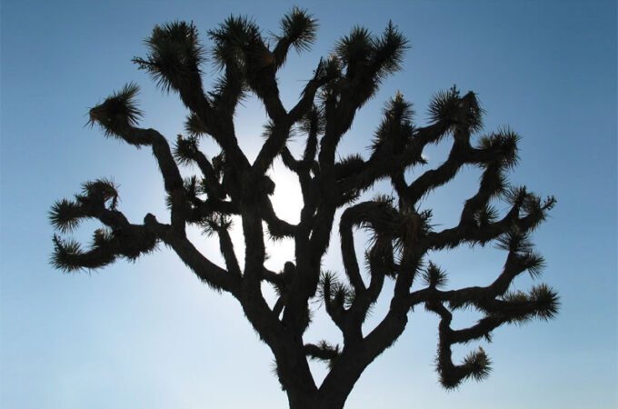 A striking silhouette of a Joshua tree stands out against a bright blue sky. The branches reach upward in intricate patterns.