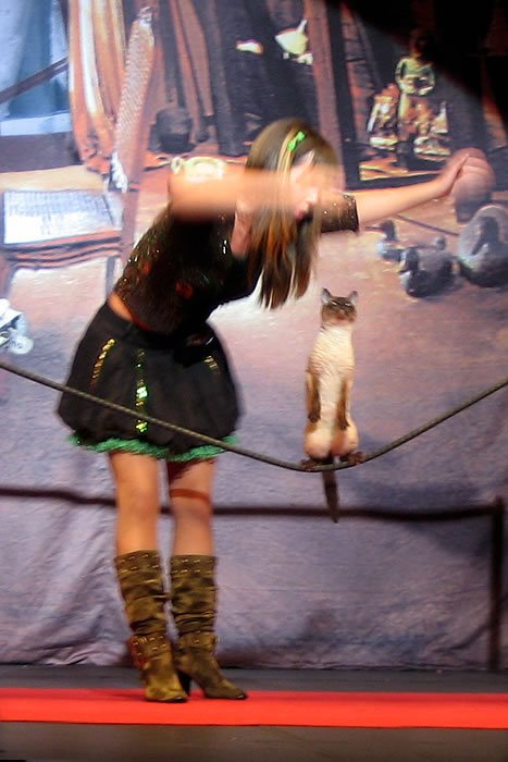 A small kitten balances on a tightrope while Kristie extends her arm for support during an entertaining performance.