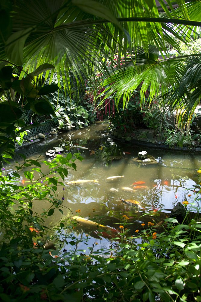 A serene koi pond surrounded by vibrant green plants and large palm leaves, with fish swimming gracefully beneath the water surface.