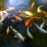 A group of colorful koi fish swim gracefully in a clear pond, surrounded by submerged rocks and leaves.