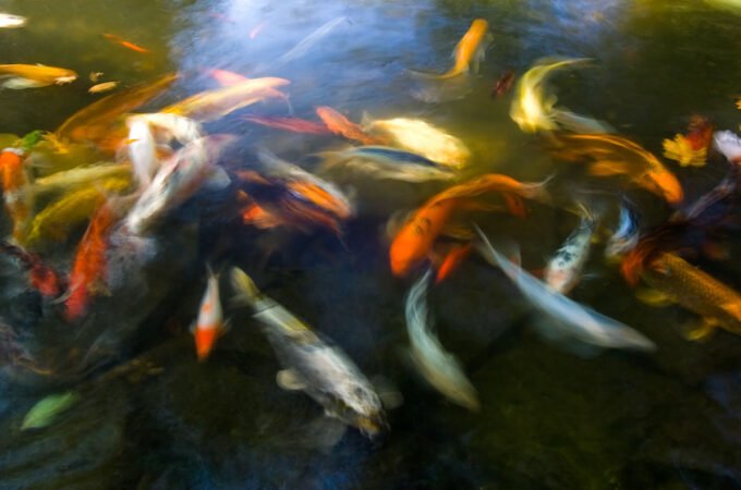 A group of colorful koi fish swim gracefully in a clear pond, surrounded by submerged rocks and leaves.