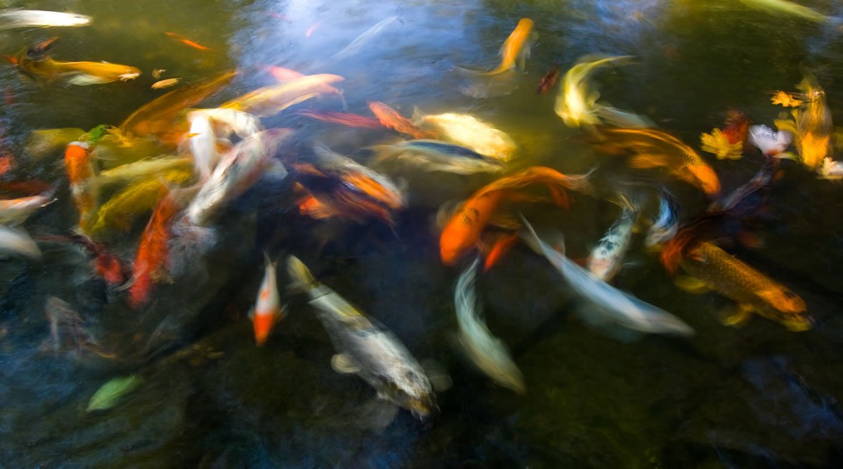 Dallas Arboretum A group of colorful koi fish swim gracefully in a clear pond, surrounded by submerged rocks and leaves.