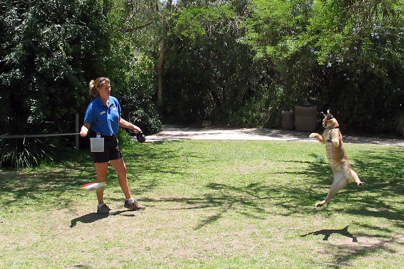 Kristie, wearing a blue shirt, throws a frisbee while a dog leaps towards it in a grassy park setting.