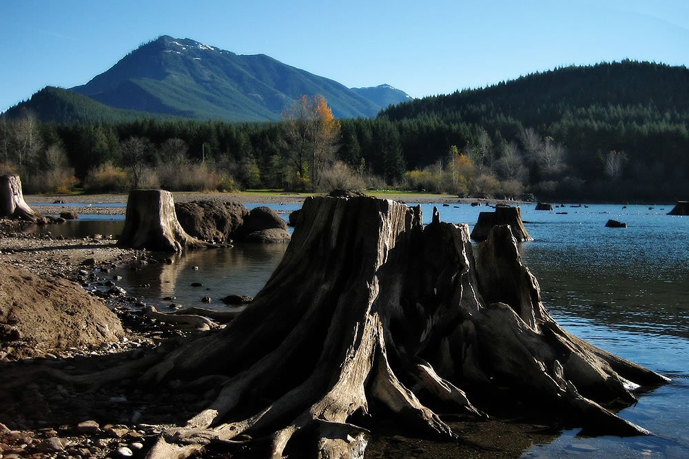 Weathered tree stumps stand at the edge of a tranquil lake, with lush forested mountains in the background under a clear sky.